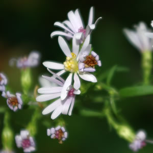 Aster drummondii